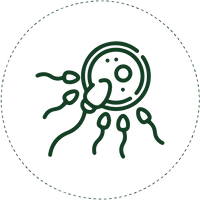 Improves Function of Reproductive Organs