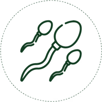 Purify And Improve The Quality & Quantity Of Semen